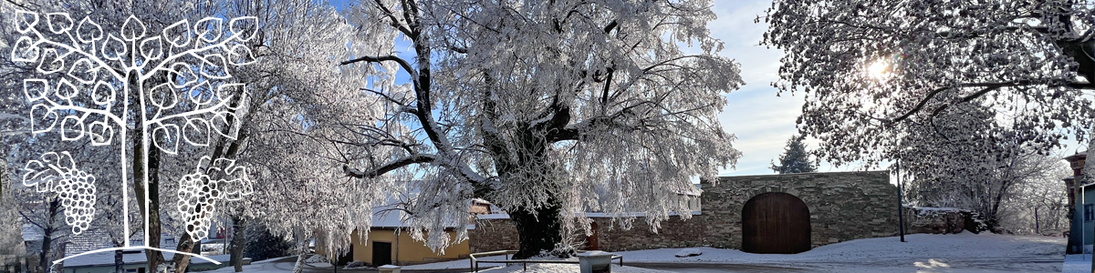 winterlinde